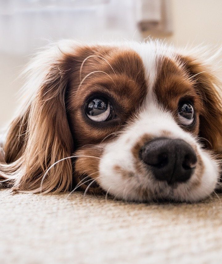 Sporten met je hond is leuk!